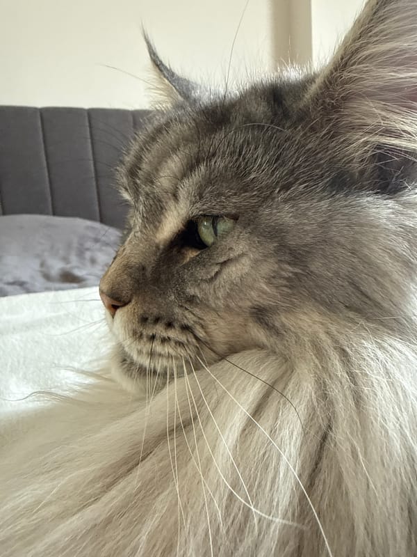 Gray Maine Coon cat photographed in Haskovo, Bulgaria