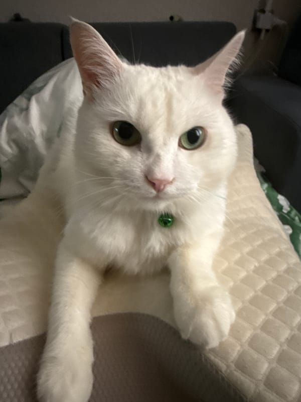 White cat with green bell collar relaxes on a cream blanket