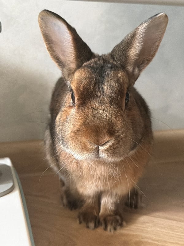 Rabbit and cat at home in Solikamsk