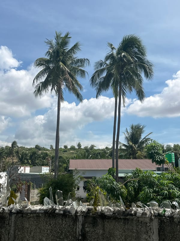 Tropical garden scene with palm trees and a glass-topped wall