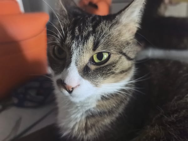 Tabby cat and a bowl of strawberries, Minsk afternoon