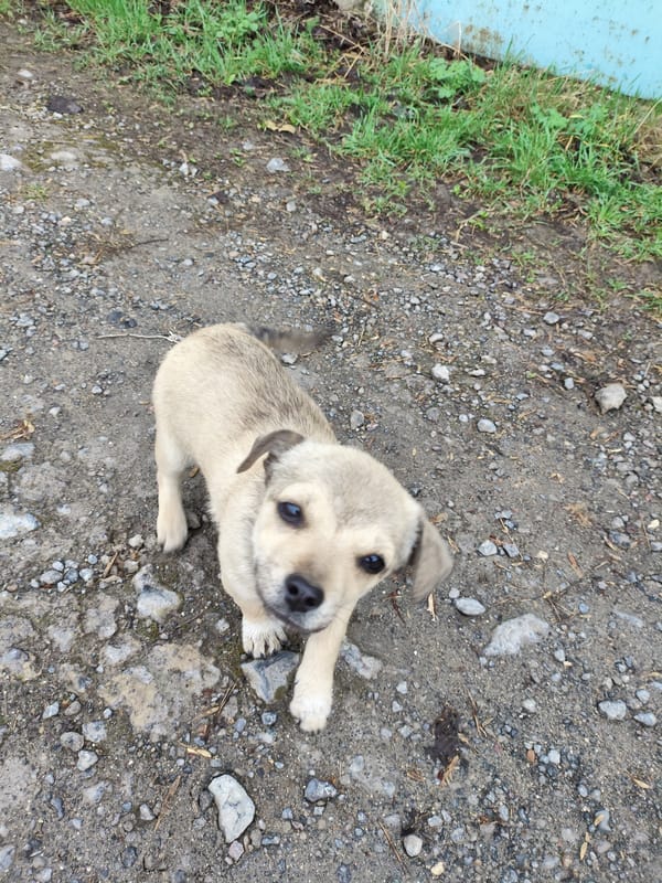 Tan puppy spotted on gravel ground in Rybnitsa