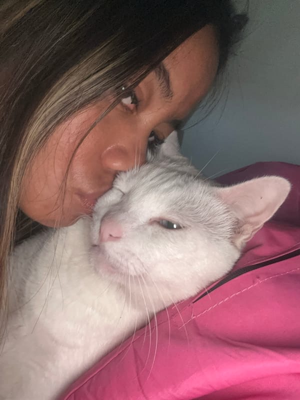 Lazy afternoon with a white cat in Sukawati