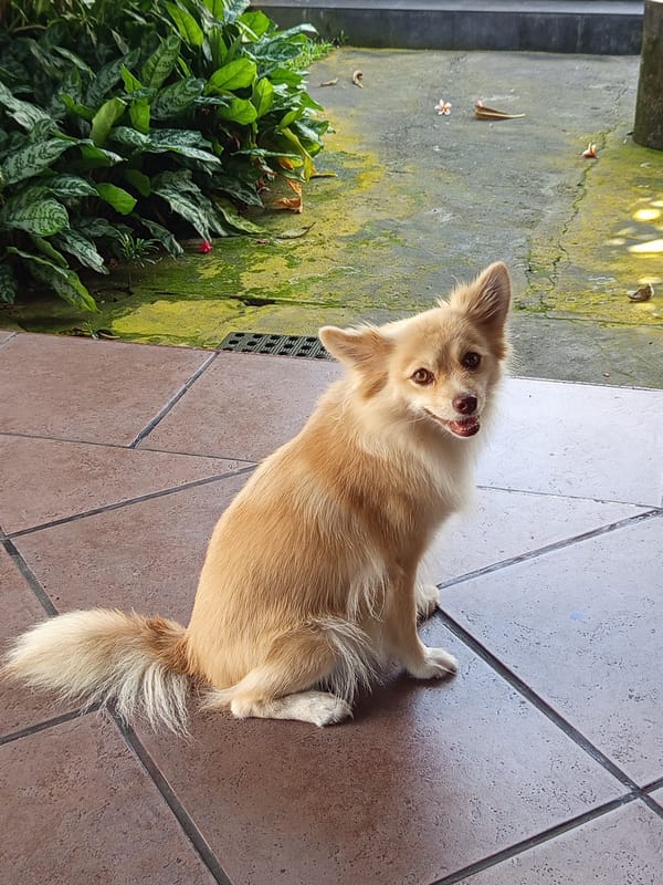 Dog sits on tiled surface in North Kuta Indonesia