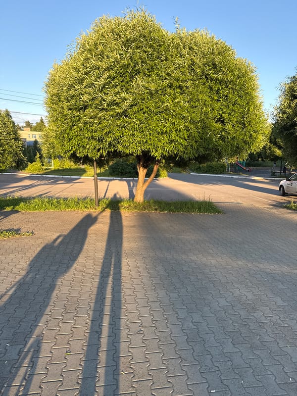 Golden hour in an urban park, selfies and scenery