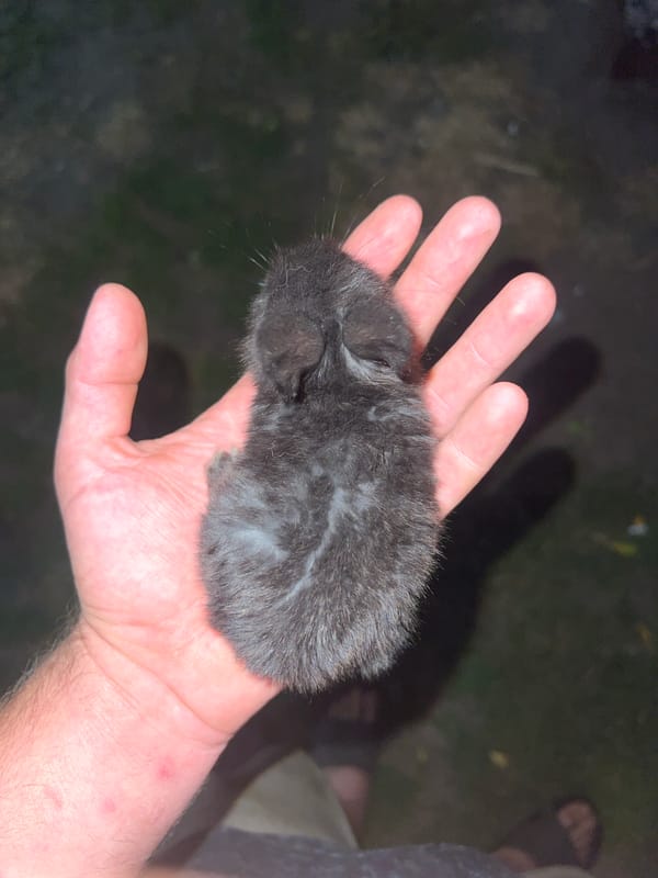 Home garden, small animals, and a beer in Zarudyntsi