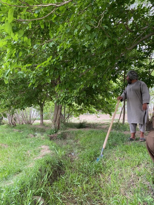 Afghan farmer tends irrigation ditches in Bazarcheh fields