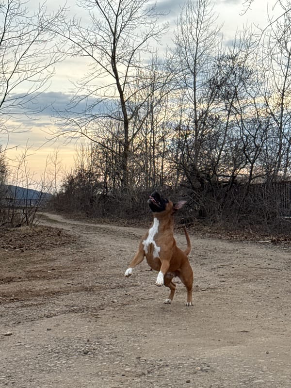 Dog runs across dirt path in Chaikovsky, Russia