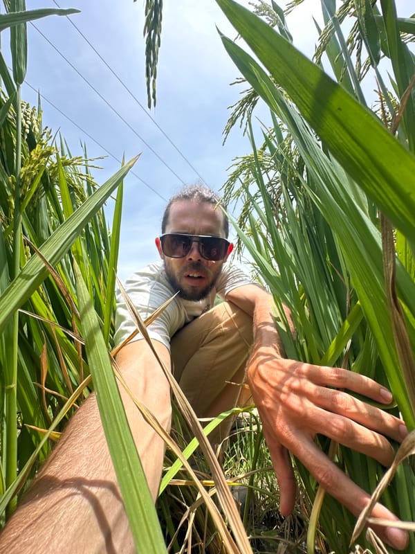Tourists explore rice paddies in rural Vietnam morning visit