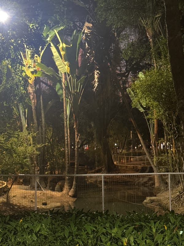 Niterói's parks after dark, trees and lit pathways