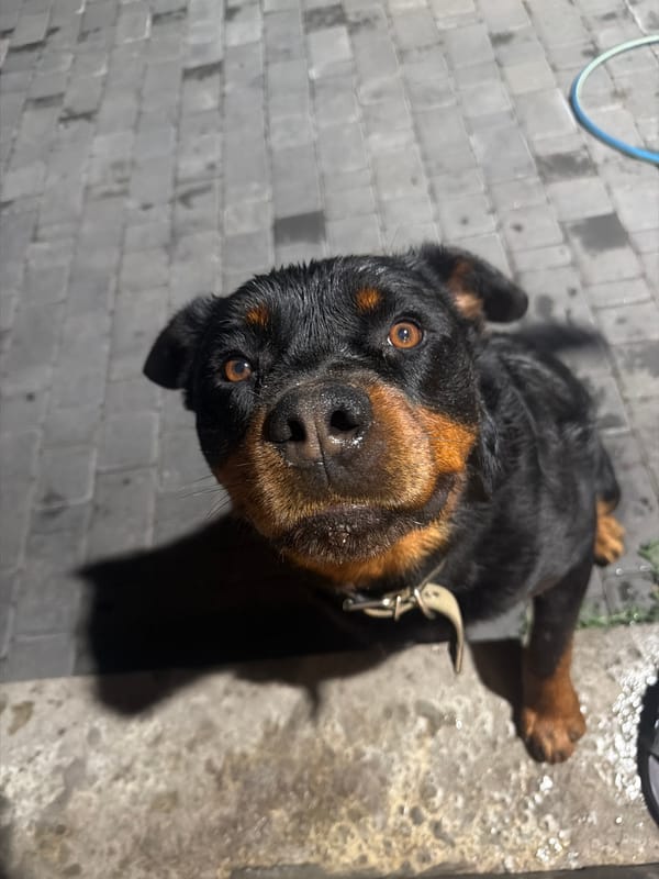 Close-up portraits of a Rottweiler and a Siamese cat