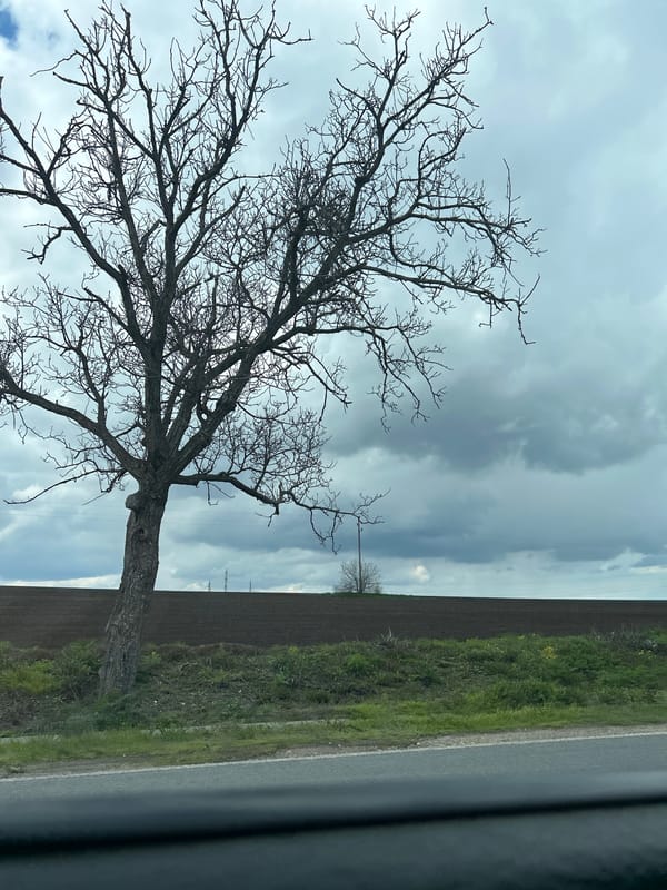 Bare tree spotted along rural road in Shumen, Bulgaria