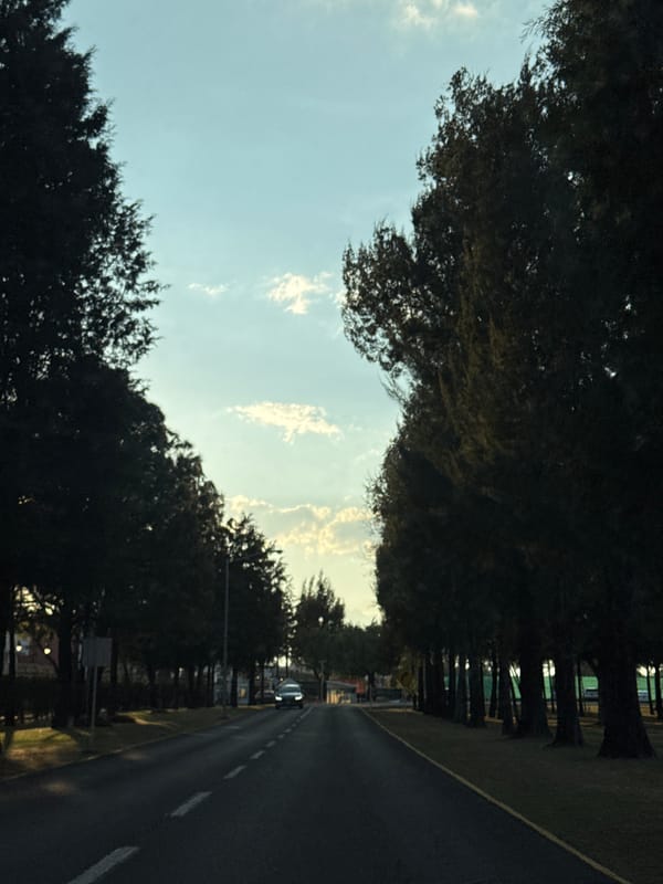 Tree-lined road captured in San Andrés Cholula, Mexico