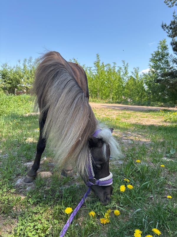 Woman photographs quiet moment with pony in Russian countryside