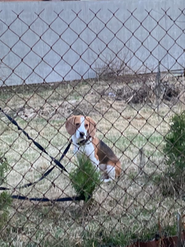 Beagle spotted in fenced yard in Belarus town
