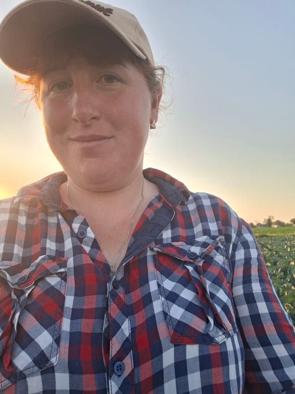 Selfies and harvest time at a sprawling cabbage farm