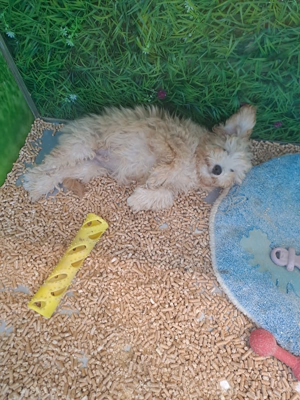 Inside a Sofia pet store: puppies, reptiles, fish, and a macaw