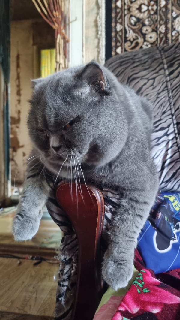 Grumpy cat and a thank-you note from Vysokoe