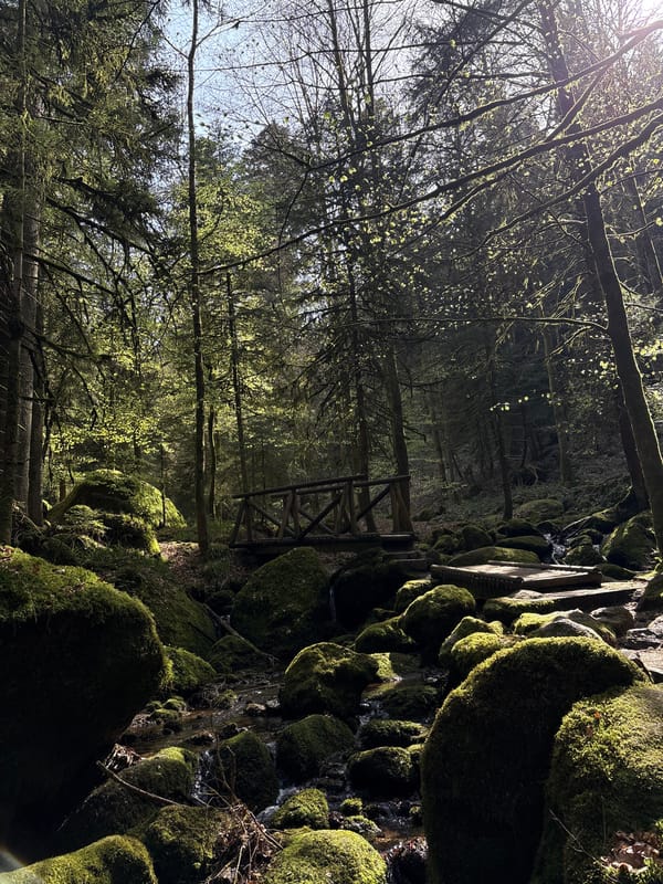 Forest stream with moss-covered rocks documented in Bühlertal, Germany