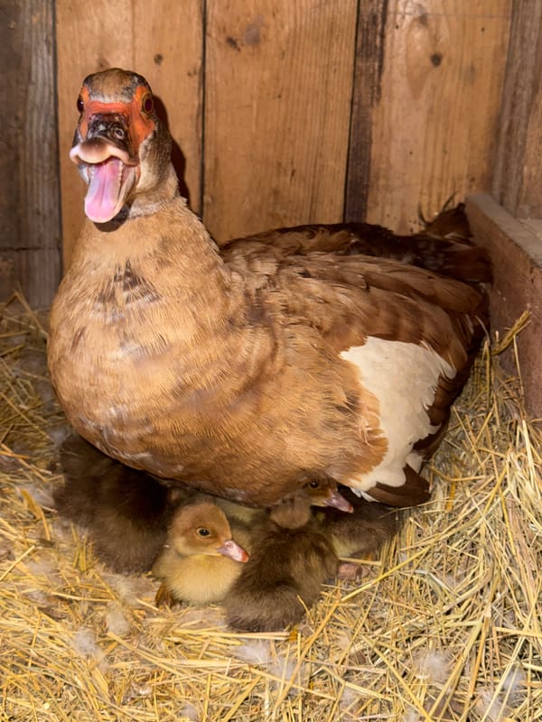 Muscovy duck and duckling in a straw nest, Ukraine