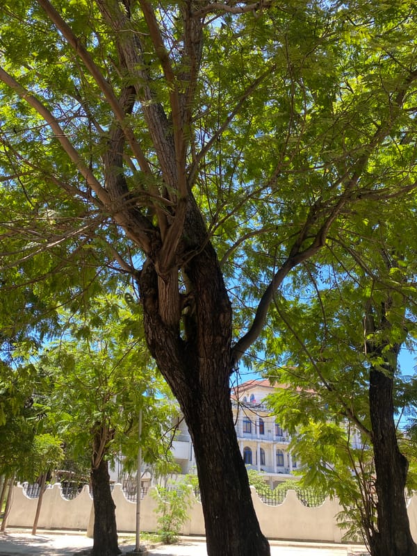 Person observed moving through tree-lined Dar es-Salaam streets