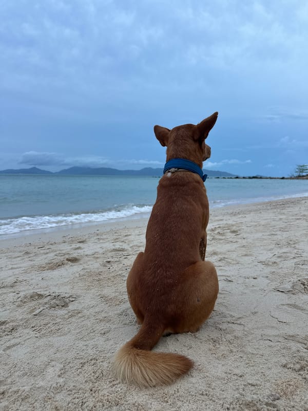 Dog and beachgoers pause at the Ko Samui shoreline