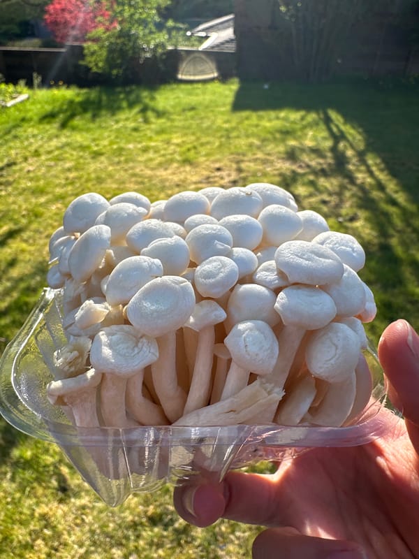 Person holds mushroom container in Coquitlam backyard