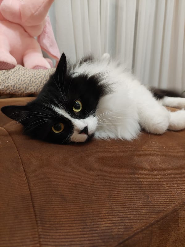 Black and white cat photographed relaxing on sofa in Plovdiv