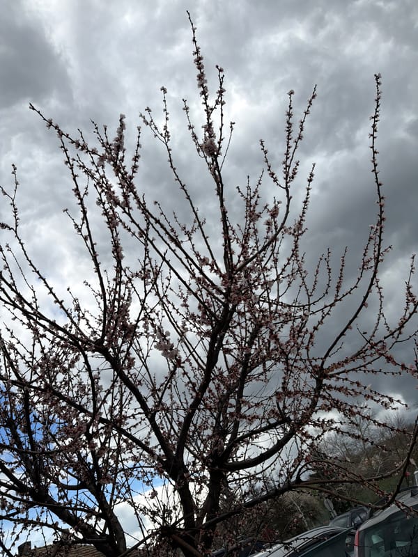Spring blooms emerge in Targovishte amid overcast April skies