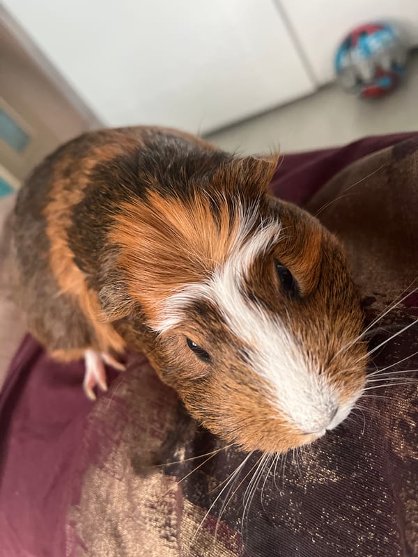 Guinea pig chills on dark fabric, gets a gentle pat