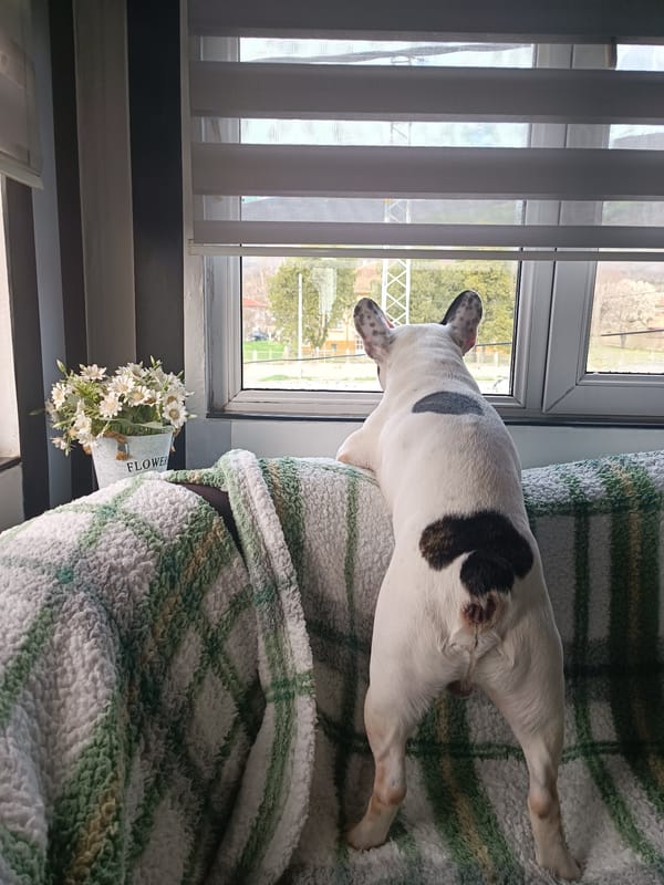 French bulldog peers out window from sofa in Bulgaria