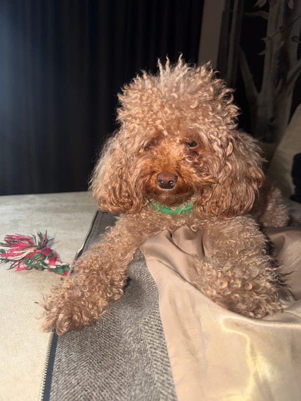 Woman pets brown poodle on couch in Krasnoyarsk