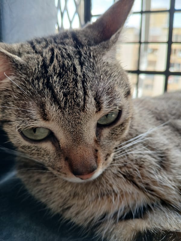 Cats and sketches captured in Ciudad Guayana evening session