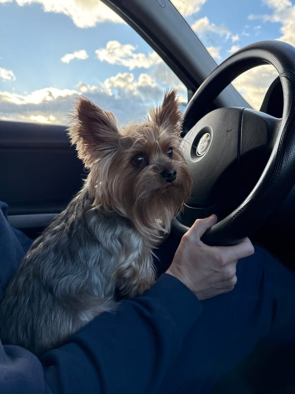 Yorkshire Terrier held in car driver's lap in Lithuania