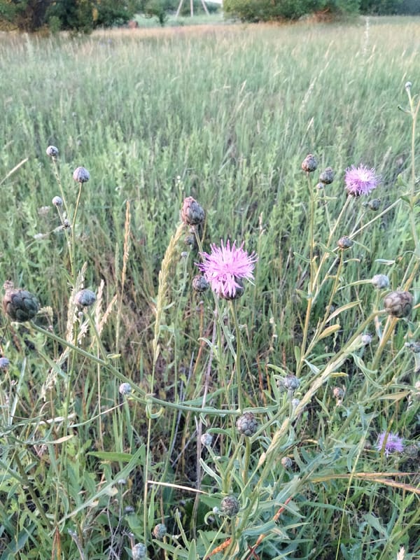 Wildflowers, animals, and golden hour in rural Ananiv