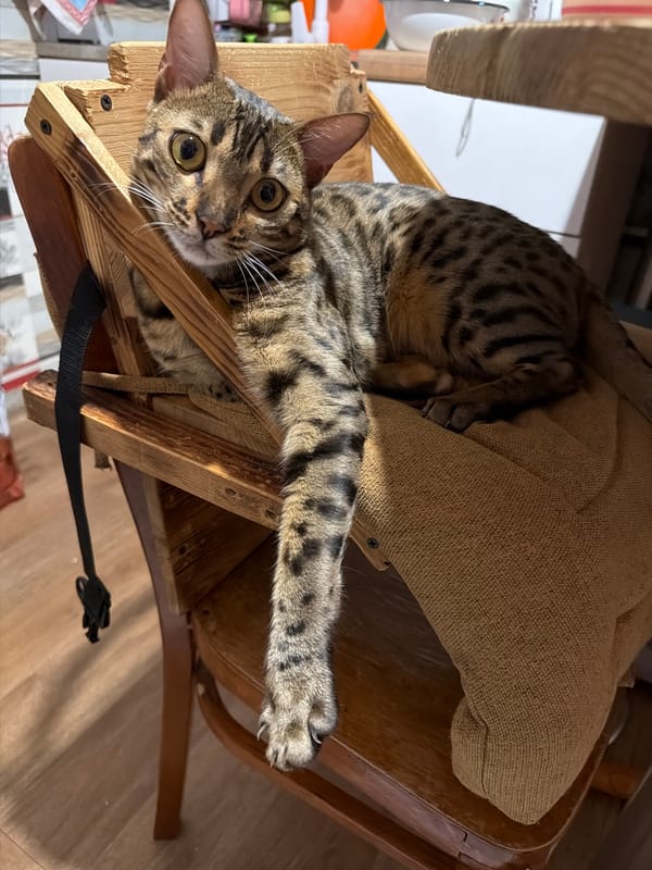 Bengal cat and dog relaxing at home in Dnipro
