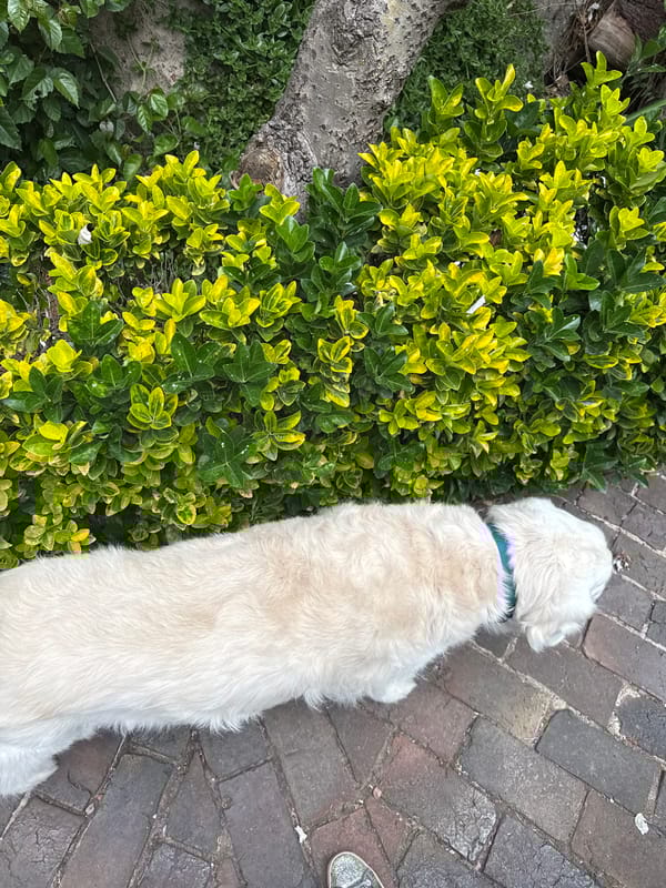 Woman walks dog through Mexico City residential areas Sunday evening