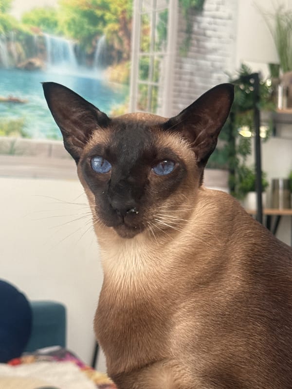 Cat poses for close-up photos in Ramat Gan