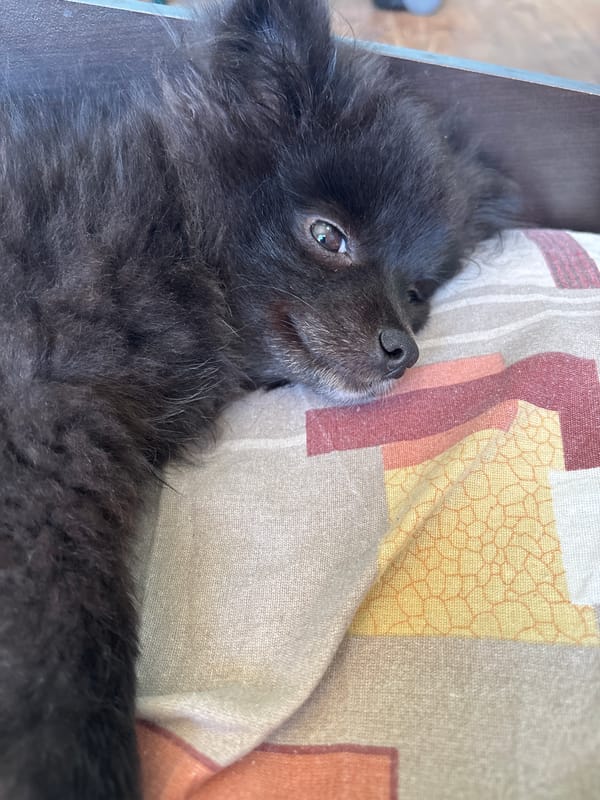 Dark dog spotted resting, later photographed with owner