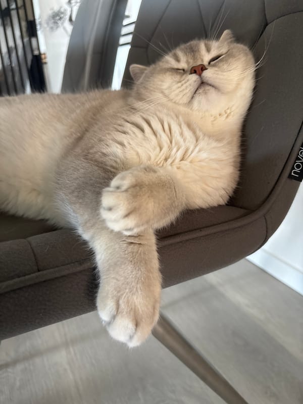 Indoor scenes with cat, decorative objects documented by witness