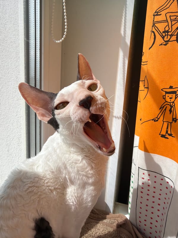 Cornish Rex cat's lazy morning window hangout