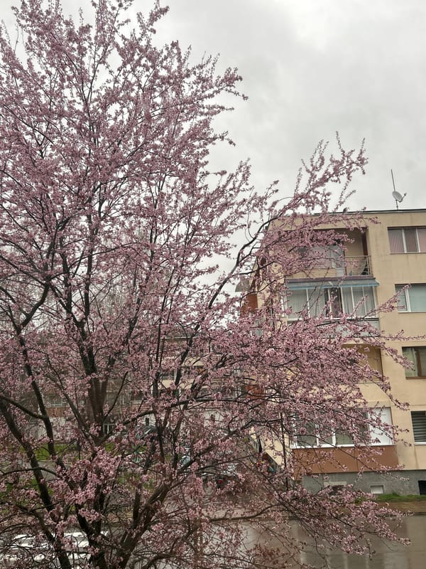 Spring blossoms and morning wait captured in Zlatograd, Bulgaria