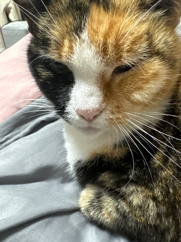 Calico cat photographed sleeping and resting indoors over 15 minutes