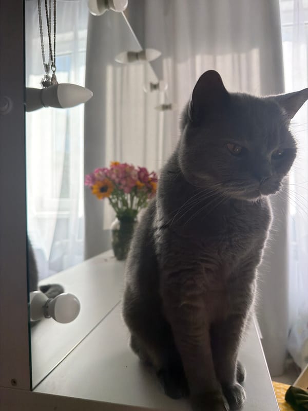 Grey cat sits on white vanity table in Sochi home