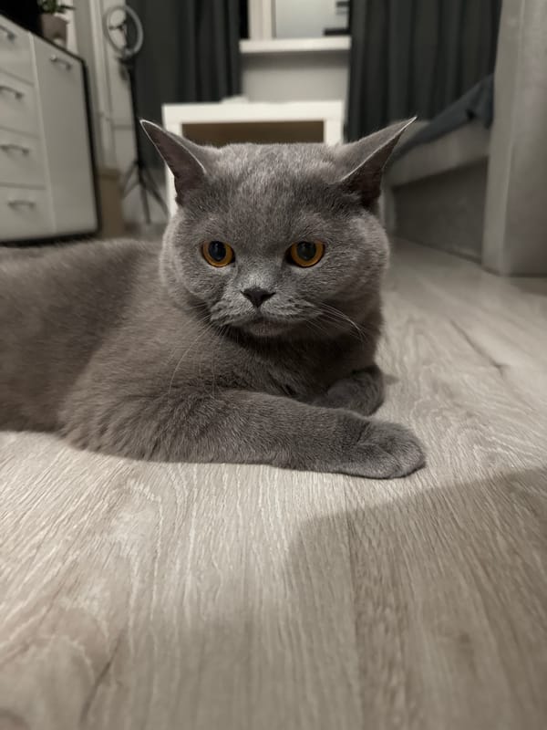 Grey British Shorthair chills on the floor at home