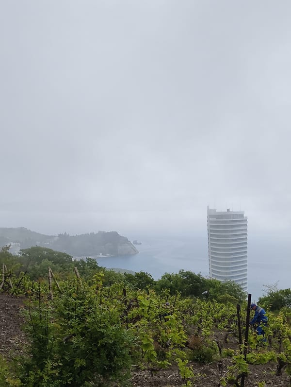 Morning vineyard work continues in foggy Partenit, Ukraine