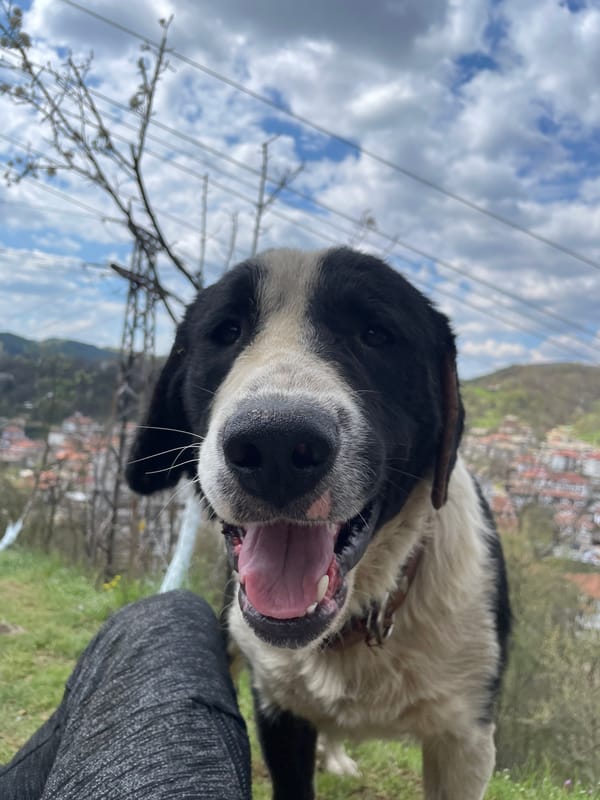 Dogs play on hills in Zlatograd, Bulgaria