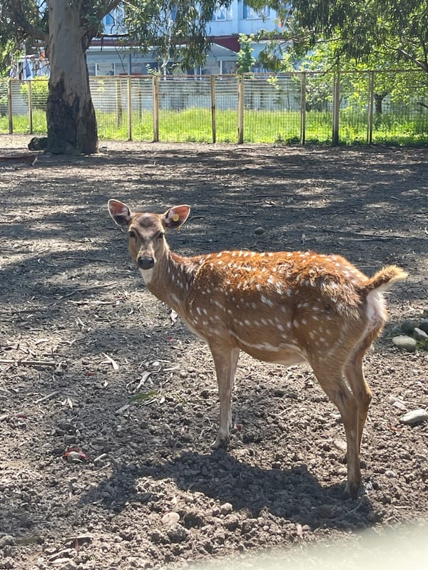 Family feeds spotted deer at Batumi enclosure
