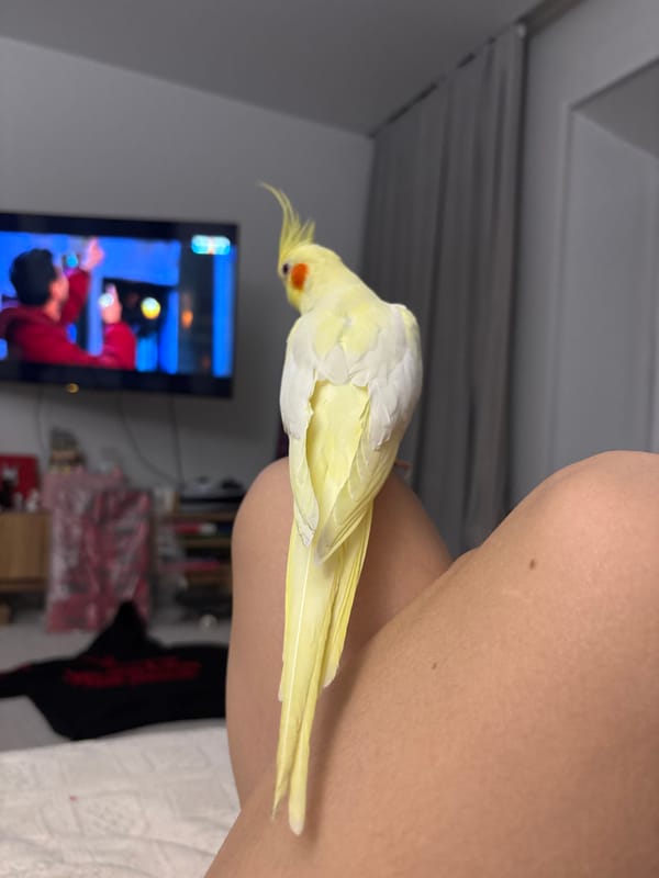 Pet cockatiel enjoys quiet moments with owner in Krasnoyarsk home