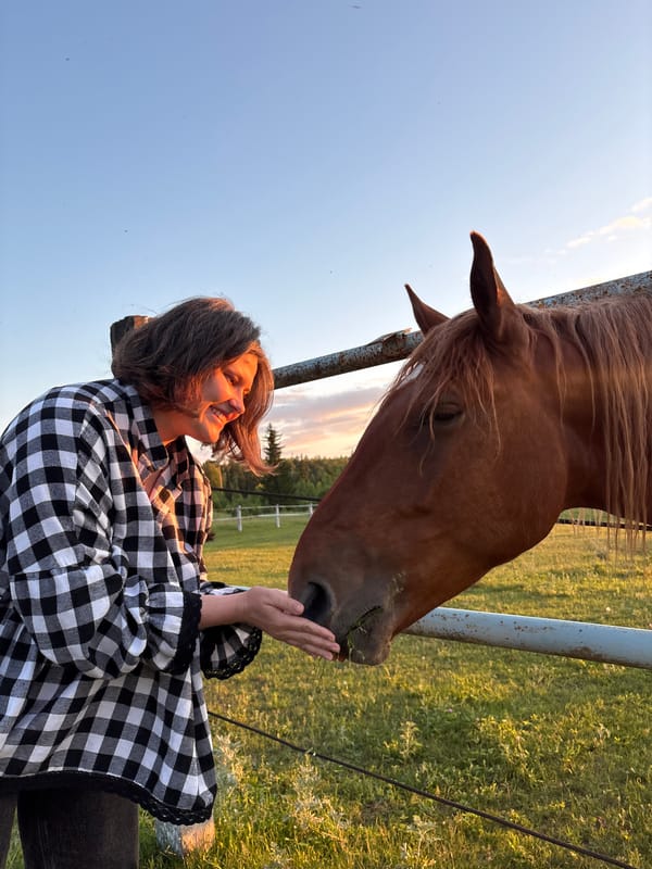 Woman feeds and photographs horses at sunset pasture